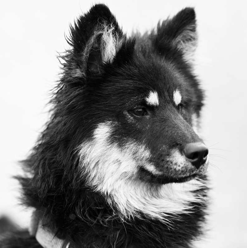 Black and white close-up portrait of a fluffy dog with dark fur and white markings, gazing alertly to the side against a plain light background.