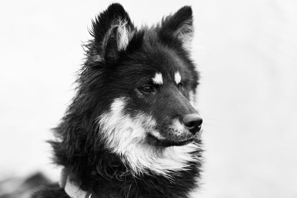 Black and white close-up portrait of a fluffy dog with dark fur and white markings, gazing alertly to the side against a plain light background.